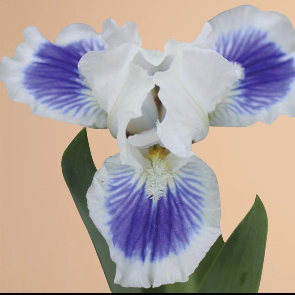 NEW & SEALED: Plantgem Iris Roots - Blue & White